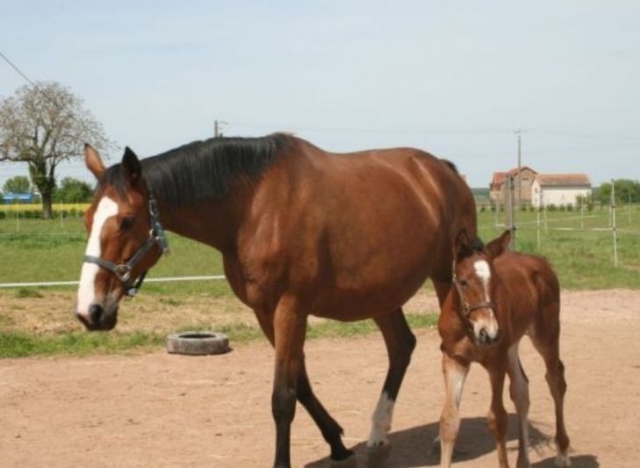  Amor por los caballos en Vienne 